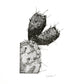 PRICKLY