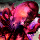 Cuadro Decorativo - Pulpo Rojo 2.0