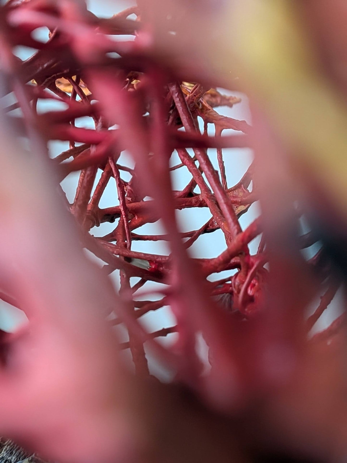 Escultura de alambre - Vuelo de otoño