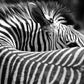 SEXY ZEBRA