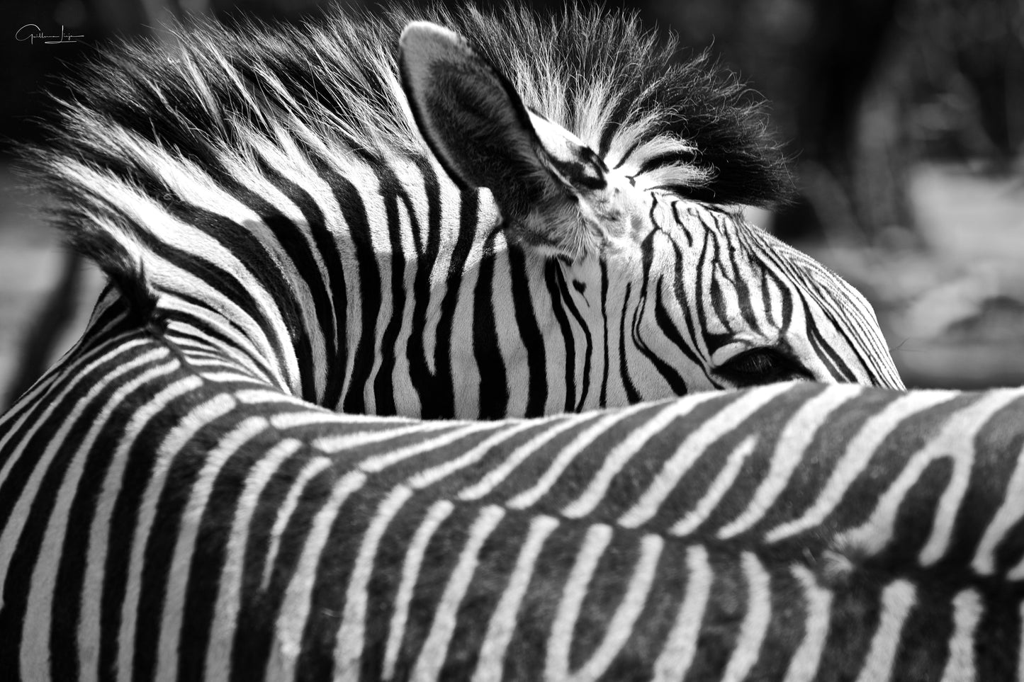 SEXY ZEBRA