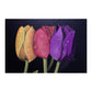 TULIPANES