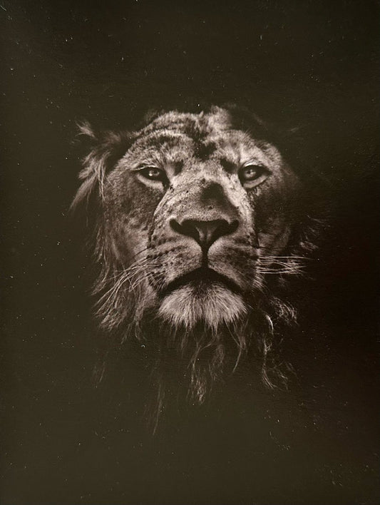 The Lion