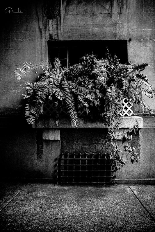 URBAN WINDOW