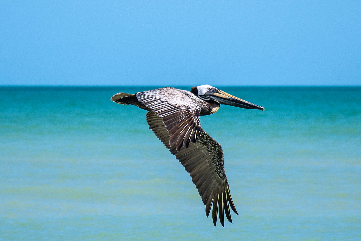 VOLANDO BAJO