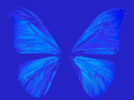 Papillon
