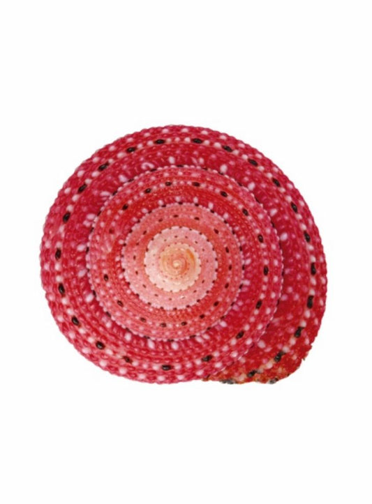 Escargots Rouge III
