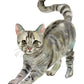 Cuadro Decorativo - Gato en movimiento