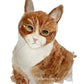 Cuadro Decorativo - Mirada Felina