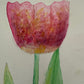 Tulipán rosa