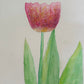 Tulipán rosa