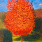 Árbol rojo