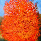 Árbol rojo