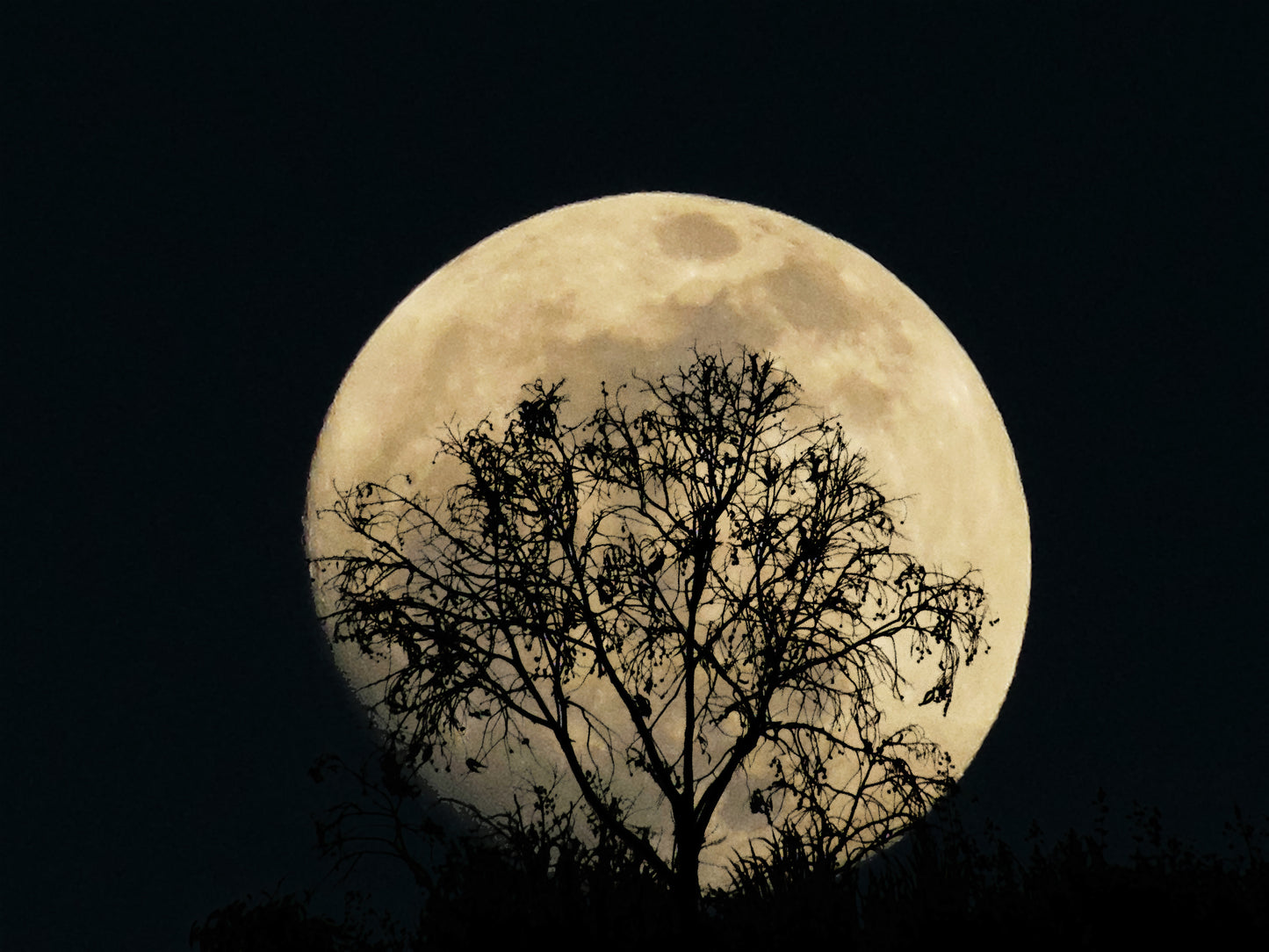 Galathilion "El Arbol Blanco de la Luna"