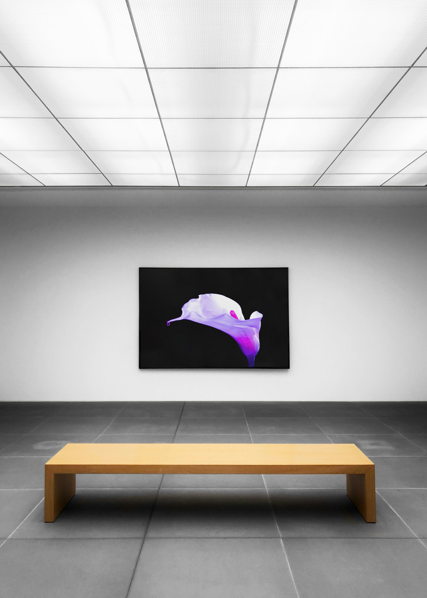 Alcatraz. Forma sobre negro