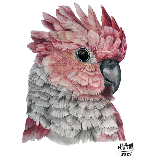 Alma tropical