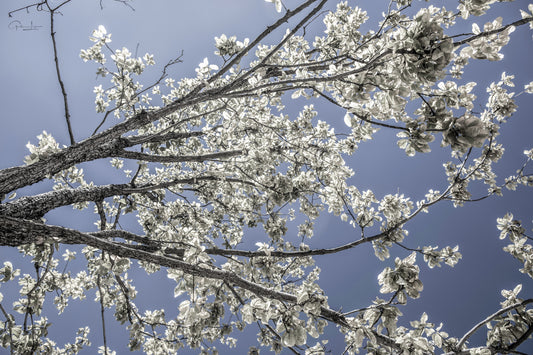 CHERRY BLOSSOM
