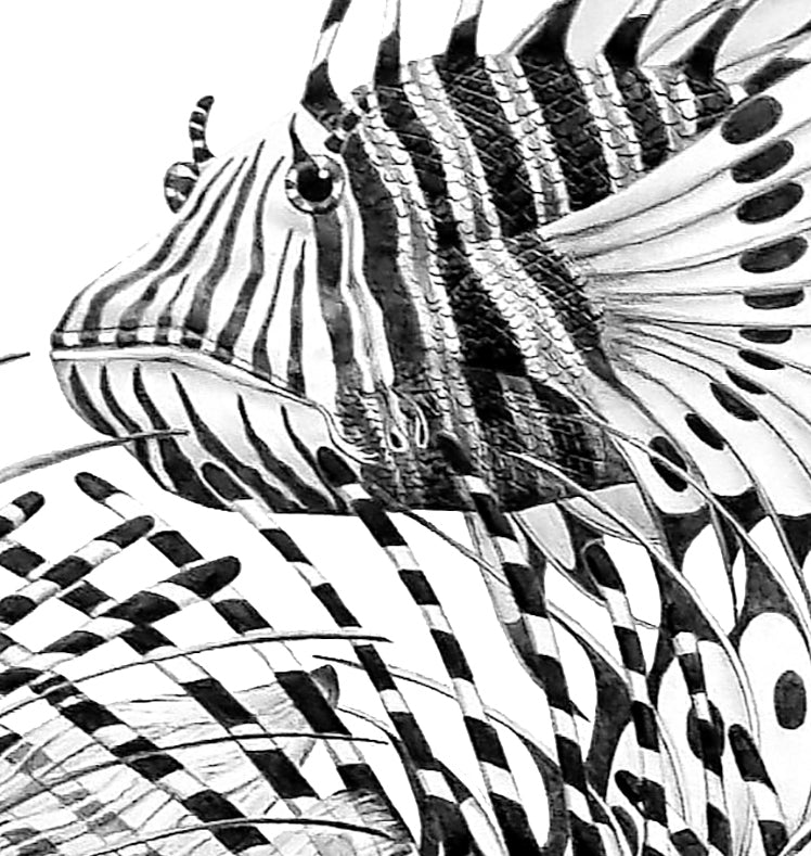 Nudo de peces