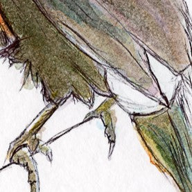 Arte gráfico contemporáneo -El tucanazo