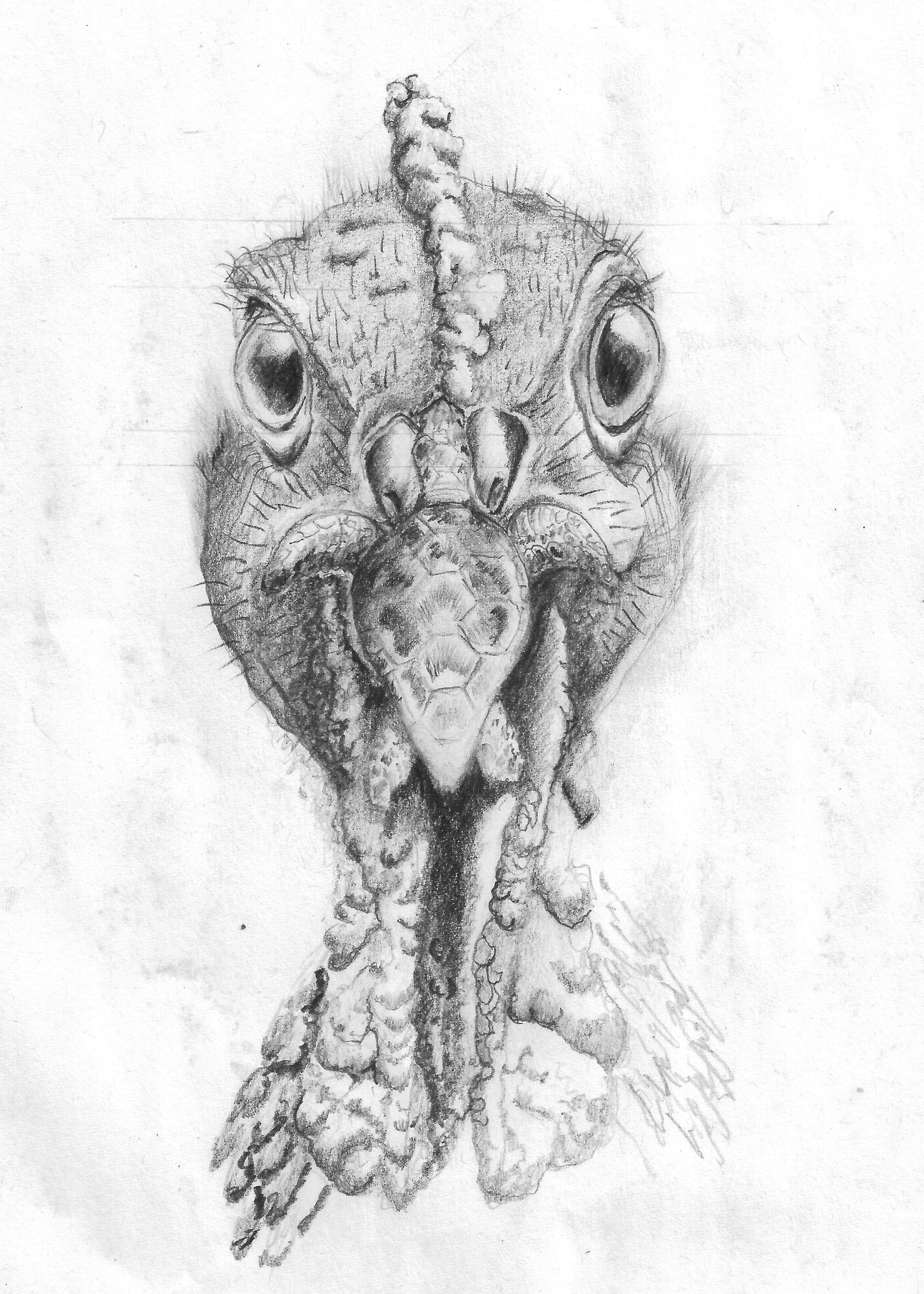 Tortugalote