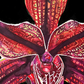 Arte original - Inmarcesible 1