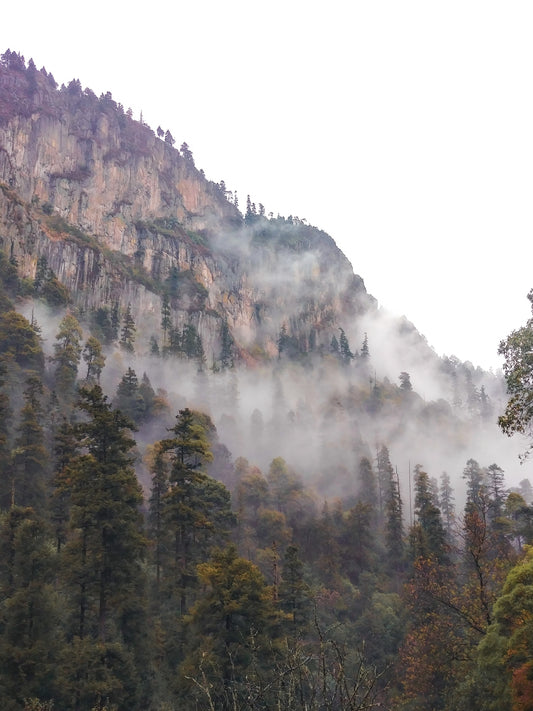 Los pinos también van al cielo.