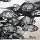 Conversando con peces II