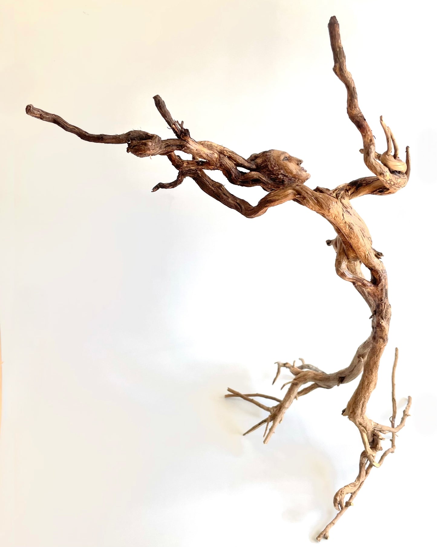 “Isobella… danza de la devoción”