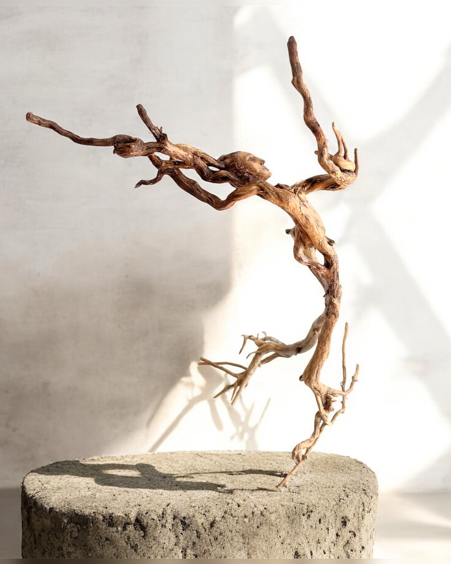 “Isobella… danza de la devoción”