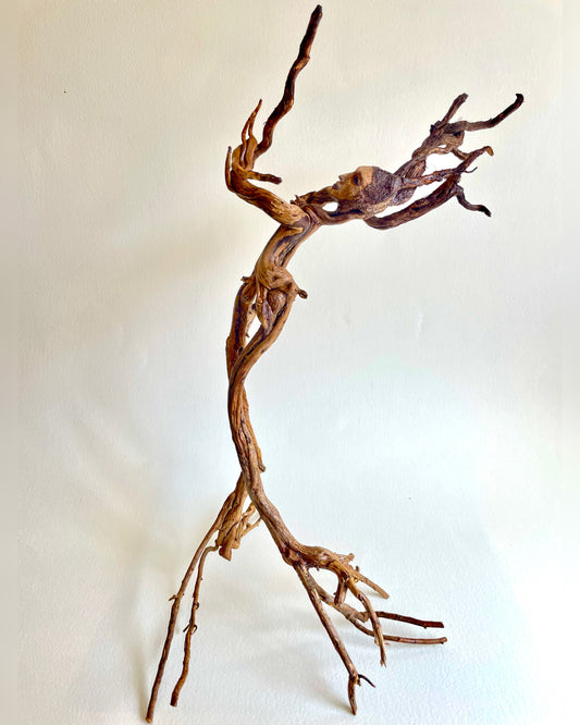 “Isobella… danza de la devoción”