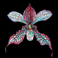 Arte original - Inmarcesible 6