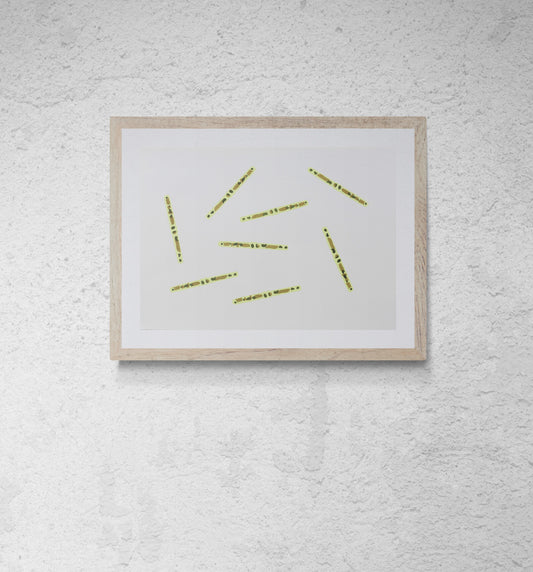 Alga