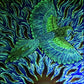 Arte contemporaneo- "AQ'AB'AL-GUACAMAYA ROJA"