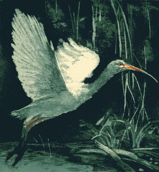 Ibis Blanco