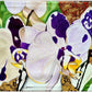 Orquídea