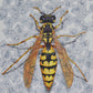 Vespa vulgaris