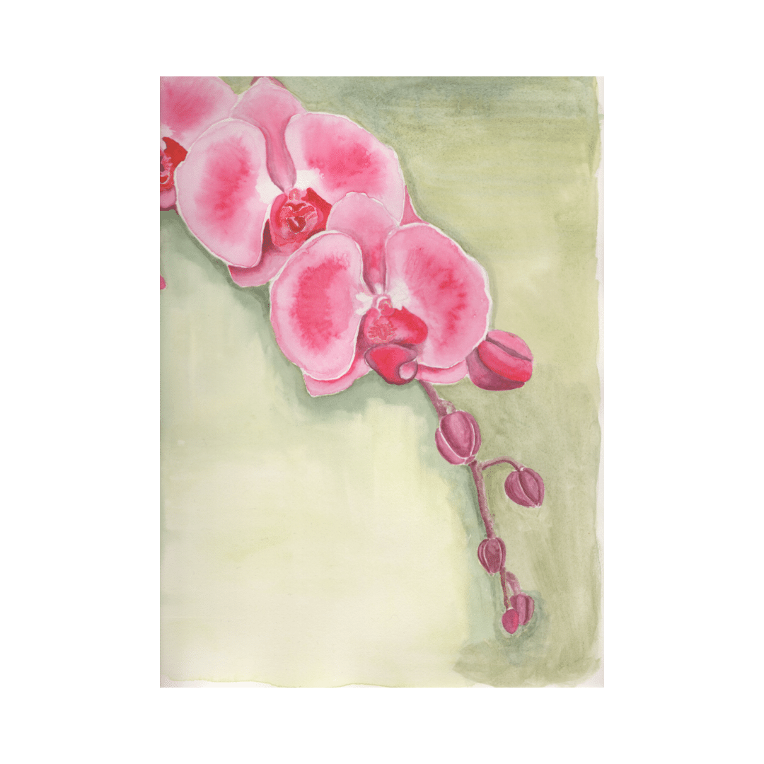 Orquídea en Verano