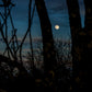 Nocturno