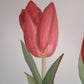 Tulipanes Rojos