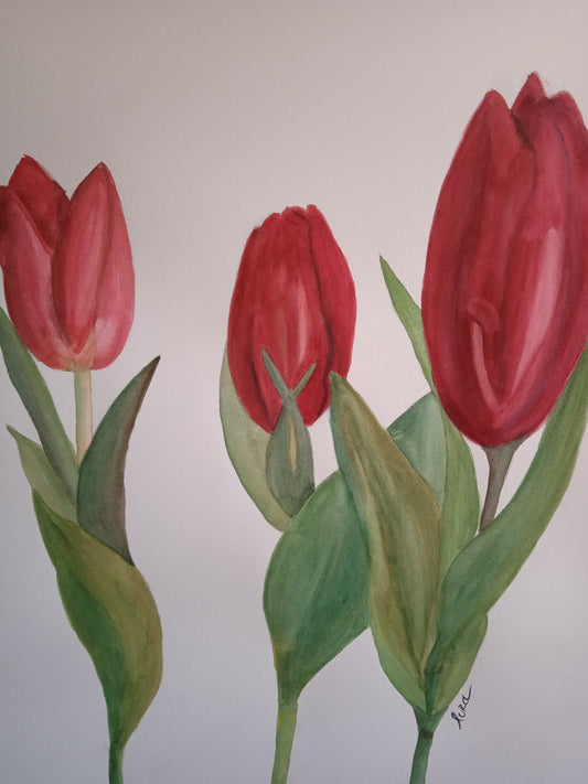 Tulipanes Rojos Acuarela Sobre Papel