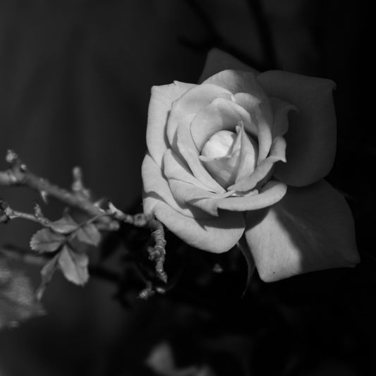 Rosa B y N