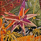 Cactii